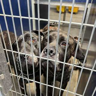 Bonded Pair of Mastiffs need your help