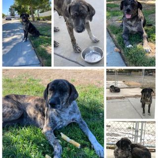 Urgent foster Needed for another set of abandoned dogs in riverside California.