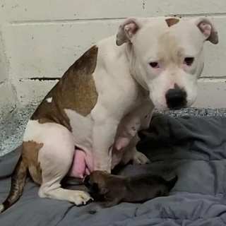 Long Beach Mom Dog with one Puppy Fosters or Adoption needed in California